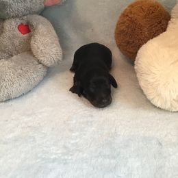 Boy 3 - Dachshund puppy in Great Bend, Pennsylvania from Dashing Doxies
