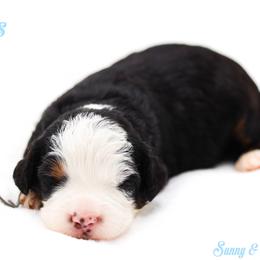 Bliss - Black tri-color male Aussiedoodle puppy in Diamond Bar, California from Furrytaildoodles