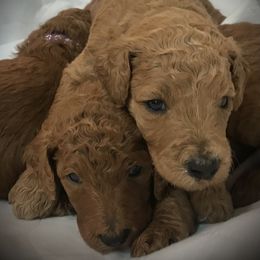 Poodle Puppies from Prissy Pants Poodles LLC