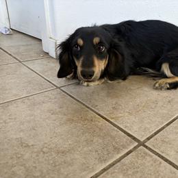 Metro - Dachshund