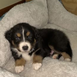 Girl 3 - Australian Shepherd puppy in Stanwood, Michigan from Double T Aussies