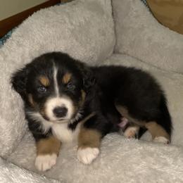 Girl 3 - Australian Shepherd puppy in Stanwood, Michigan from Double T Aussies
