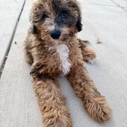 Bernedoodle and Goldendoodle All Grown Up from Dainty Doodle Dogs