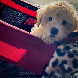 Goldendoodle, Maltipoo, and Poodle Puppies from Winchester Hills Poodles and Doodles