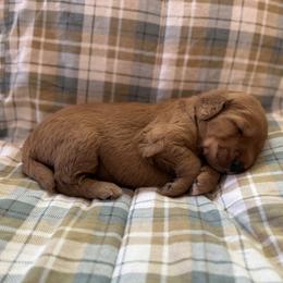 Boy 2 - male Goldendoodle puppy in Fayetteville, Arkansas from Mountain Grove Doodles