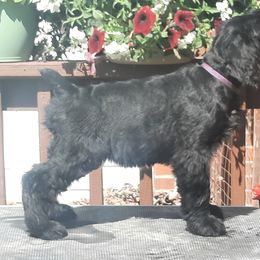 Giant Schnauzer Puppies from Liberty Giant Schnauzers