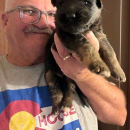 Echo - Black and red male German Shepherd puppy in Pueblo West, Colorado from 5 Star German Shepherds aka Martin Family German Shepherds