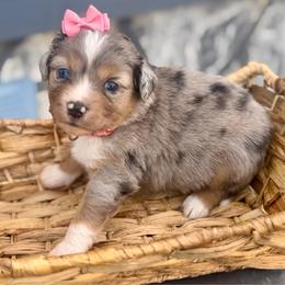 Coral - Blue merle female Miniature Australian Shepherd puppy in 32046, Florida from River Hill Ranch