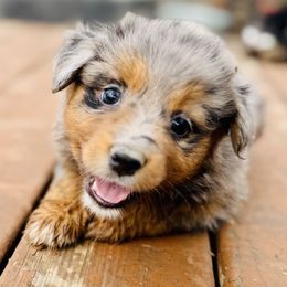 Sky - Blue merle female Miniature Australian Shepherd puppy in Hempstead, Texas from Young Gun Aussies
