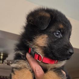 Male Puppy 2 - Black and red male German Shepherd puppy in Pocono Ranch Lands, Pennsylvania from Vom Haus Pharoah German Shepherd