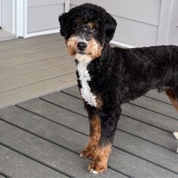 Ruger - Bernedoodle