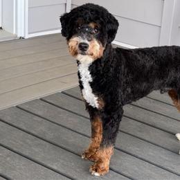 Ruger - Bernedoodle
