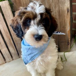 Snickers - Sable male Bernedoodle puppy in Denver, Pennsylvania from Greenview Puppies