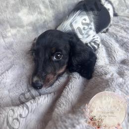 Teddy - Piebald male Dachshund puppy in Lufkin, Texas from CSW Dachshunds