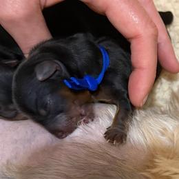 Blue - Black and tan male Yorkshire Terrier puppy in Thomasville, Georgia from Southern Belle Yorkies