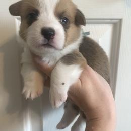 Icicle - Red male Pembroke Welsh Corgi puppy in Cumming, Georgia from Carter’s Corgis LLC