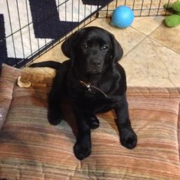 Labrador Retriever Puppies from Top Gun Labradors