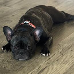 French Bulldogs from Front Porch Frenchies