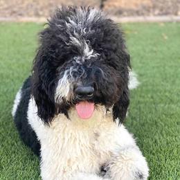 Maui - Goldendoodle