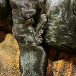 Knox - Black male Dachshund puppy in Brockport, New York from Ryans Nursery/Ryan's Dachshunds