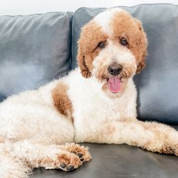 Jasper - Poodle