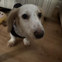 Dachshund All Grown Up from Doxie Bunch