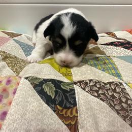 Wagyu - Black and tan male Pembroke Welsh Corgi puppy in Huntington, Texas from Flower Hill Farm