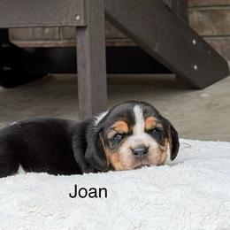Joan - Black tan and bluetick female Beagle puppy in Mansfield, Missouri from Rippee Creek Kennel