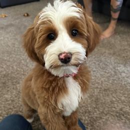 Betty - Goldendoodle