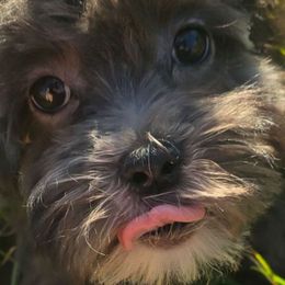 Damon - Black male Maltipoo puppy in Lebanon, Kentucky from Mosaic Merle Doodles