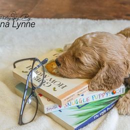 Goldendoodle Puppies from New Moon Farm Goldendoodles