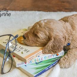 Goldendoodle Puppies from New Moon Farm Goldendoodles