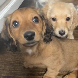 Dachshund Puppies from Zacha’s Doxie House