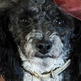 Sookee (toy poodle) - Schnoodle