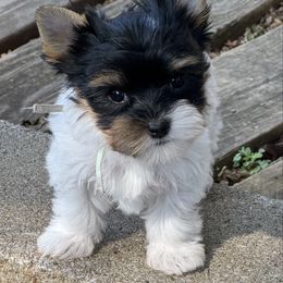 April - Parti female Yorkshire Terrier puppy in Independence, Missouri from Moonbabies Yorkies