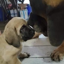 Mastiffs from Earth Shaking Mastiffs