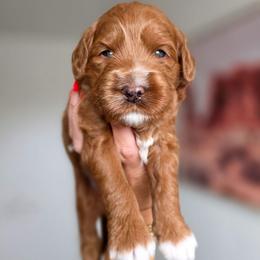 Mbappe - Red  male Goldendoodle puppy in Moses Lake, Washington from Macy Meadows Doodles