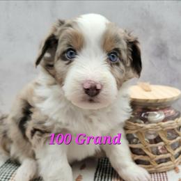 100 Grand - Brown merle female Aussiedoodle puppy in Boonville, North Carolina from Branch Creek kennels