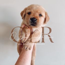 Labrador Retriever Puppies from O’Brien Labrador Retrievers