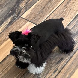 Emmy - Miniature Schnauzer