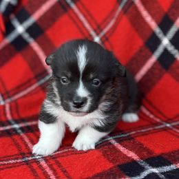 Albert - Black and tan male American Corgi puppy in Washington, Arkansas from Foxy Knoll Farm