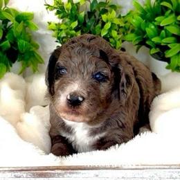 Miss Magenta - Merle female Goldendoodle puppy in San Diego, California from Sensational Doodles