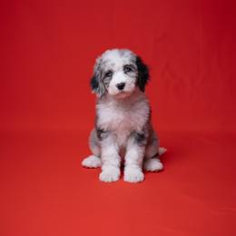 Bleu - Merle female Sheepadoodle puppy in Los Angeles, California from Exquisite Doodles