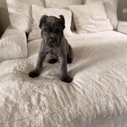 Cane Corso Puppies from Legacy Bloodline
