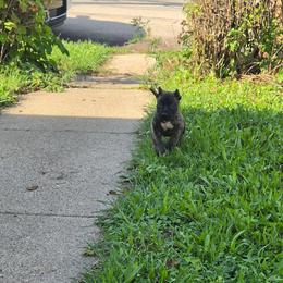 Medium brindle male - Brindle male Mastiff puppy in Racine, Wisconsin from FrontlineK9 Boarding & Training LLC