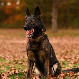 Yaska - German Shepherd