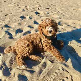 Goldendoodle and Poodle Puppies from Krispy Doodles