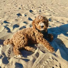Goldendoodle and Poodle Puppies from Krispy Doodles