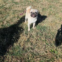 Zeke - Fawn male Pug puppy in Arthur, Illinois from Perfect Pugs