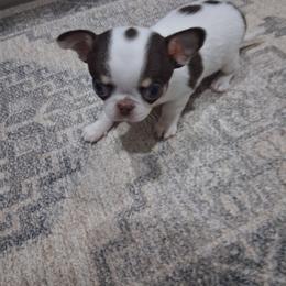 Bao - Chocolate and tan male Chihuahua puppy in Eustis, Florida from Chichianna's Legacy